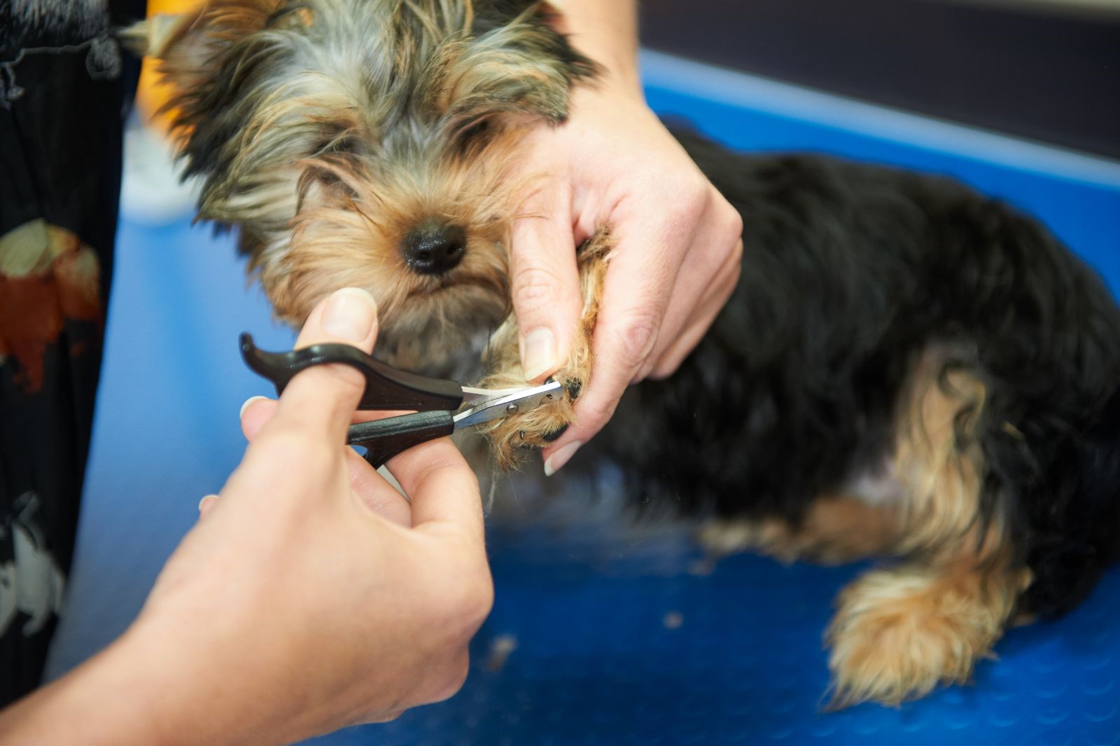 Grooming услуги