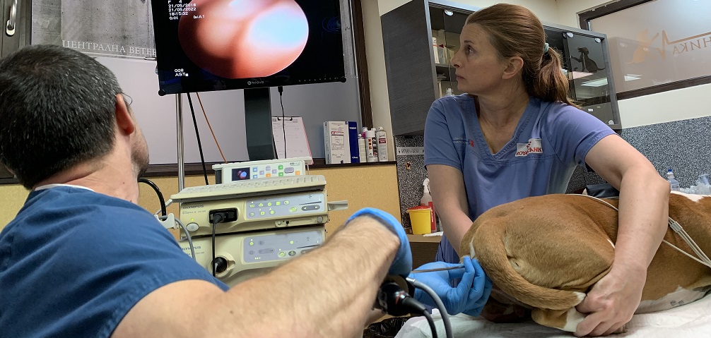 АГ и изкуствено осеменяване